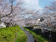 一ノ坂川の桜写真